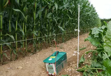 Deux hauteurs de fil avec électrification sont nécessaires pour protéger les maïs des incursions de sangliers.