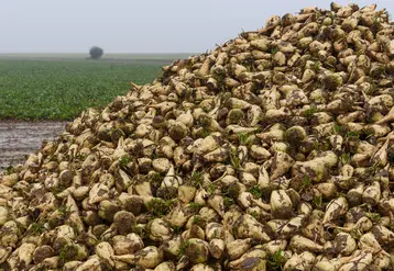 Tas de betteraves sucrières en Eure-et-Loire en 2019