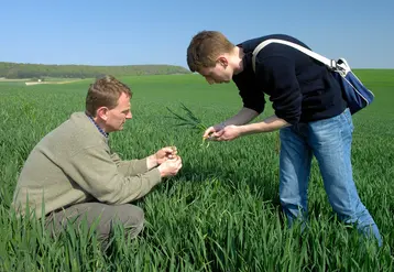 <em class="placeholder">Visite technique dans un champ de blé d&#039;un conseiller de chambre d&#039;agriculture avec un agriculteur pour observer les symptômes de maladies sur feuilles.</em>