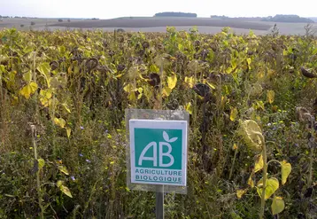 Parcelle de tournesol bio en Touraine.