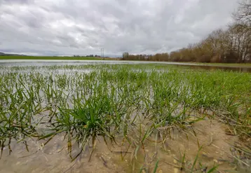 <em class="placeholder">Parcelle de blé inondée. </em>