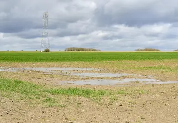 Blé inondé.