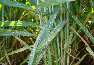 <em class="placeholder">Les taches d&#039;oïdium sont disposées de façon éparse sur les feuilles, au début de son développement.</em>