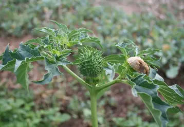 <em class="placeholder">Plante de datura dans une parcelle agricole.</em>