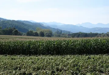 <em class="placeholder">Parcelle de maïs dans Les Landes</em>