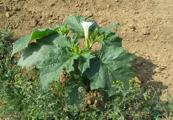 <em class="placeholder">Plante de datura stramoine en fleur. </em>