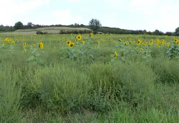 <em class="placeholder">Parcelle de tournesol infestée d&#039;ambroisie dans l&#039;Allier.</em>
