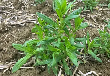 <em class="placeholder">Plante de cameline au mois de mars en Haute-Garonne.</em>