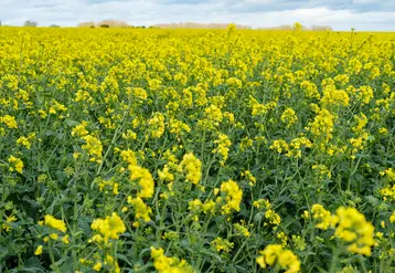 <em class="placeholder">Champ de colza en fleur. Avril 2024 dans le nord de l&#039;Eure-et-Loir</em>
