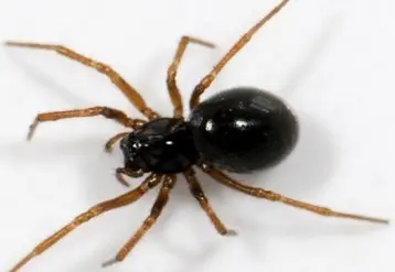 <em class="placeholder">L&#039;araignée «Erigone atra» est une grande consommatrice de pucerons.</em>