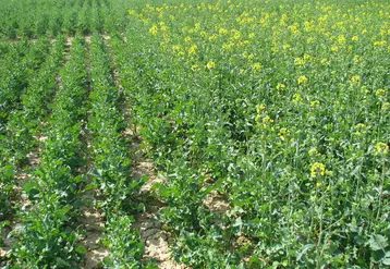<em class="placeholder">Parcelle de variétés de colza aux précocités à floraison différentes. </em>