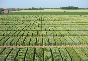 <em class="placeholder">Plateformes d’essais de variétés de blé tendre. </em>