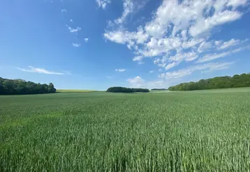 <em class="placeholder">Parcelle de blé tendre dans le nord de la France.</em>