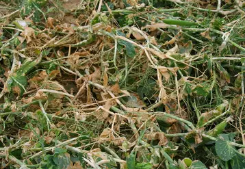 <em class="placeholder">Dégâts de grêle sur pois de conserve dans la Somme. accident climatique sur une culture de protéagineux. perte de rendement. sinistre dû à un phénomène naturel. ...</em>