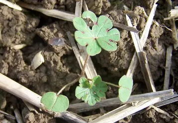 <em class="placeholder">Plante adventice  . Geranium au stade plantule. Mauvaises herbes des cultures .</em>