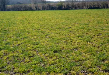 <em class="placeholder">La JNO est transmise sur orge par des pucerons à l&#039;automne. Elle s&#039;exprime par un jaunissement et un nanisme des plants.</em>