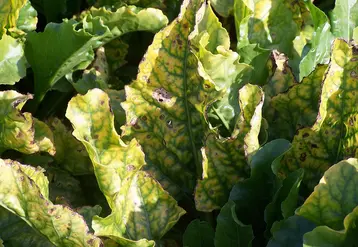 <em class="placeholder">Symptômes de jaunisse virale sur des feuilles de betterave sucrière. </em>