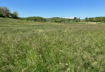 Parcelle en jachère.