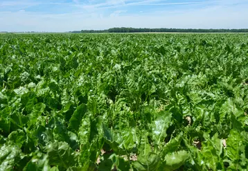 <em class="placeholder">Champ de betteraves sucrières. </em>