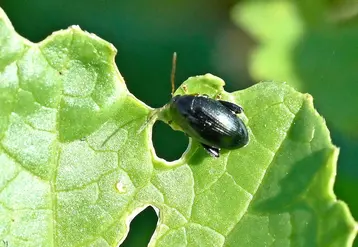 <em class="placeholder">grosse altise sur une feuille de colza</em>