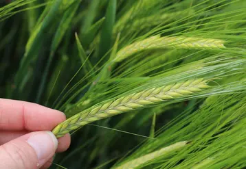 <em class="placeholder">La variété d'orge de printemps RGT Planet voit arriver la concurrence avec les orges Sting et LG Allegro.</em>