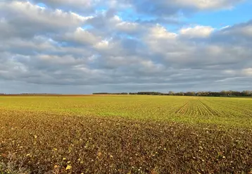<em class="placeholder">Parcelle semée en grandes cultures en novembre dans les Deux-Sèvres.</em>
