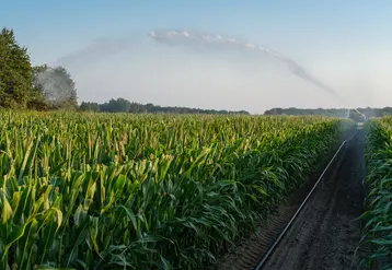 <em class="placeholder">Parcelle de maïs semence irrigué en août 2021 dans le Loir-et-Cher</em>