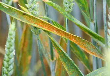 <em class="placeholder">Rouille brune sur blé. Maladie des céréales due à un champignon pathogène. pustules sur feuilles. épis. épiaison. symptômes.</em>