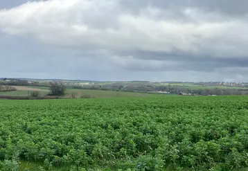 Parcelle de fèverole en Charente.