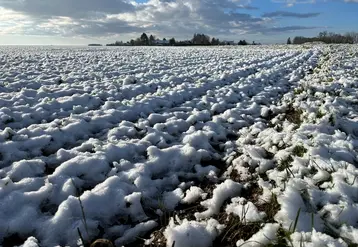 <em class="placeholder">Episode neigeux en janvier, parcelle de céréales recouverte de neige.
</em>