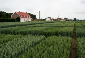 <em class="placeholder">I M G _ 3 7 8 7 / variétés de blé tendre, essai, parcelle, expérimentation, collection variétale, parcelles d'essais du semencier  Florimond-Desprez</em>