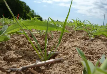 <em class="placeholder">Dans le mais, le ray-grass est  rencontré dans des infestations de plus en plus importante, avec des plantes résistantes à des herbicides.</em>