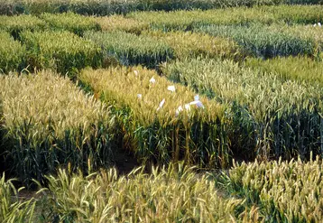 <em class="placeholder">Cultures / céréales / blé tendre d'hiver / essais variétés / C.C. Benoist</em>