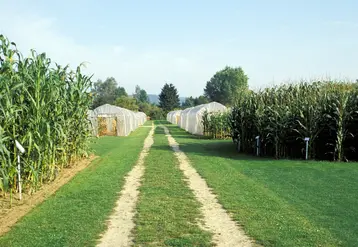 <em class="placeholder">Cultures / maïs / sélection / semences / essais variétés</em>