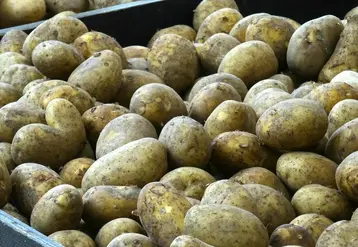 <em class="placeholder">tas de pomme de terre dans un palox</em>