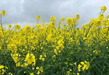 <em class="placeholder">Parcelle de colza en fleur.</em>