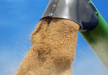 <em class="placeholder">grain de blé lors de la moisson</em>