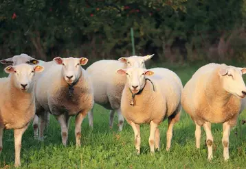 <em class="placeholder">moutons avec des clochettes autour du cou</em>
