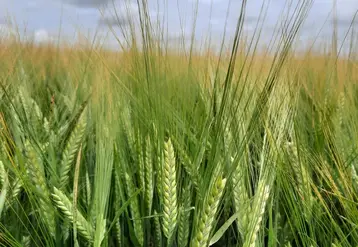 <em class="placeholder">L'orge brassicole LG Allegro obtient la reconnaissance de la filière brasserie-malterie pour sa capacité à répondre aux exigences de cette industrie.</em>
