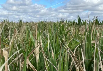 <em class="placeholder">Des maïs présentent une proportion de feuillage brûlé telle que la production de grains est très compromise. Des parcelles sont ensilées.</em>