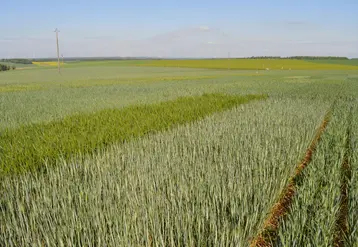 <em class="placeholder">Essais Blés tendre Arvalis, Puits de Bon, plateaux de Bourgogne dans l’Yonne (89) - mai 2025.</em>