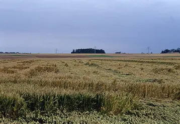<em class="placeholder">Cultures / céréales / culture accidentée / dégâts tempête / blé versé</em>