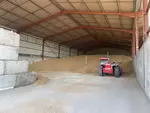 Stockage à plat sous hangar de blé à à la ferme avec un chargeur télescopique pour la manutention