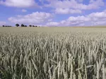 Parcelle de blé tendre en Nouvelle Aquitaine