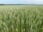 Mélange variétal de semences de fermes chez Clément Thomine à Nécy dans l'Orne