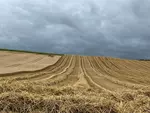 Parcelle de blé tendre en cours de récolte.