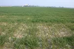 Le blocage de l'assimilation du phosphore par les cultures (céréales ici) peut être dû au fort taux de calcaire dans un sol.