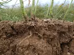 Les crucifères (moutardes, radis…) ont un système racinaire pivotant intéressant d’un point de vue structuration du sol mais elles sont sensibles aux sols compactés ...