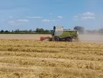 Moissonneuse batteuse dans un champ de blé tendre en Charente en juillet 2024