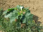 <em class="placeholder">Plante de datura stramoine en fleur. </em>